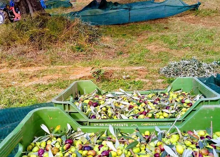 ファームステイ Trappeto Vecchio San Demetrio Corone